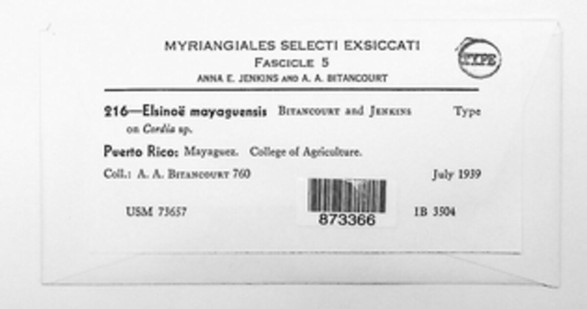 Elsinoë mayaguensis image